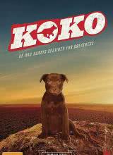 Koko:ȮռӰȷ